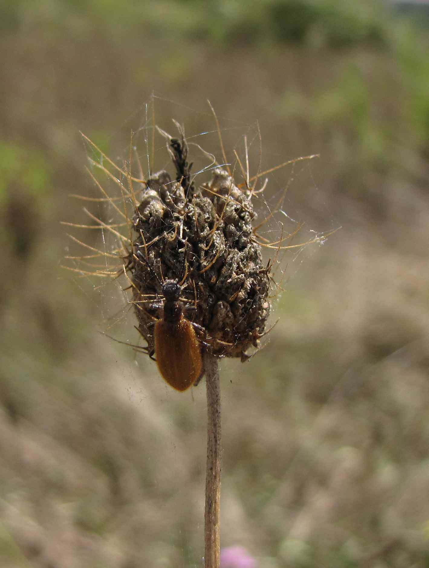 Laghria hirta (Tenebrionidae)